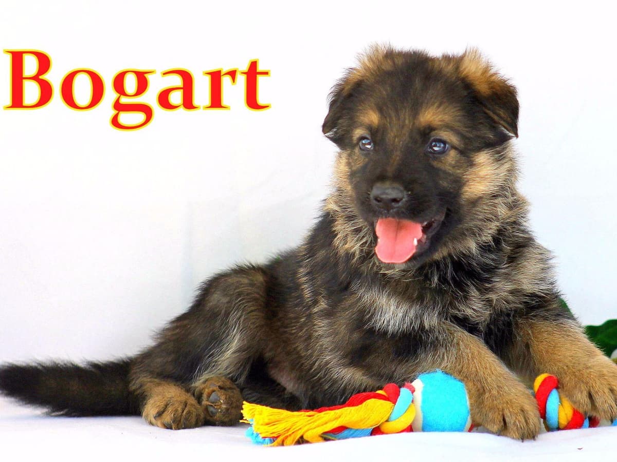 German Shepherd Puppies-unmatched quality, temperament, and purpose. breeder image 63
