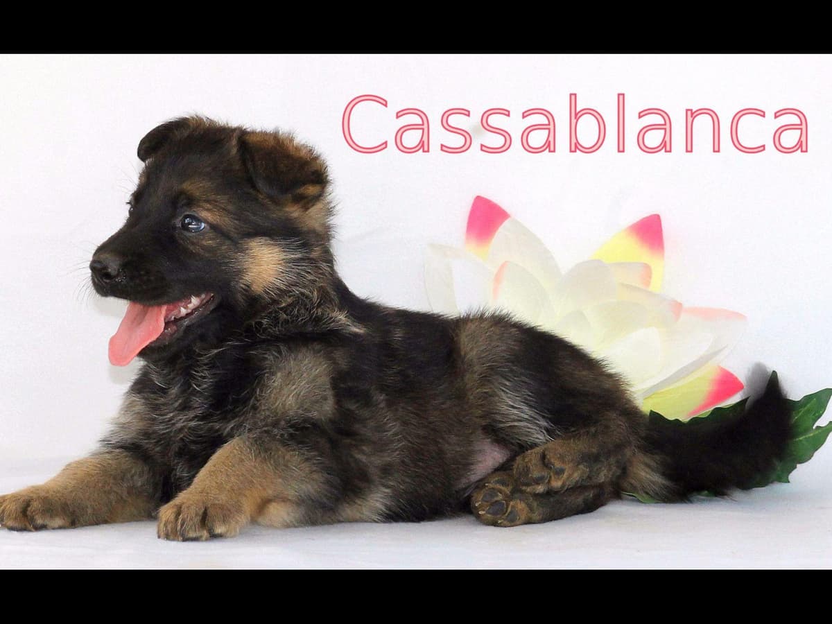 German Shepherd Puppies-unmatched quality, temperament, and purpose. breeder image 64