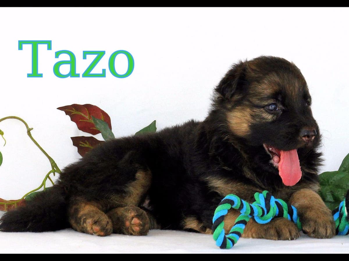 German Shepherd Puppies-unmatched quality, temperament, and purpose. breeder image 65