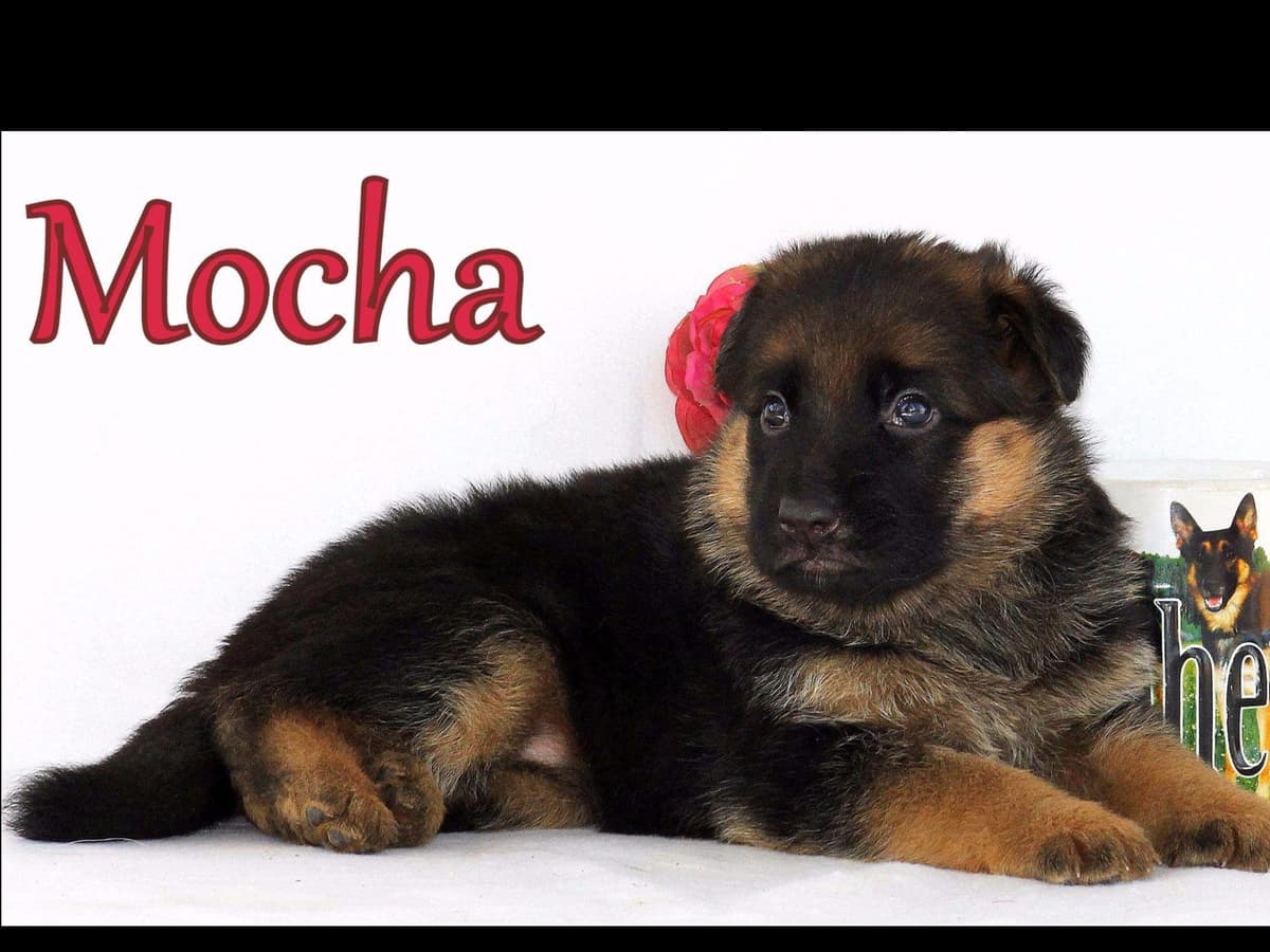 German Shepherd Puppies-unmatched quality, temperament, and purpose. breeder image 66