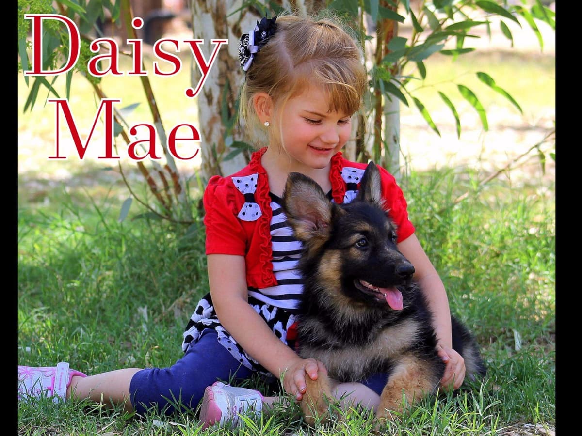 German Shepherd Puppies-unmatched quality, temperament, and purpose. breeder image 67