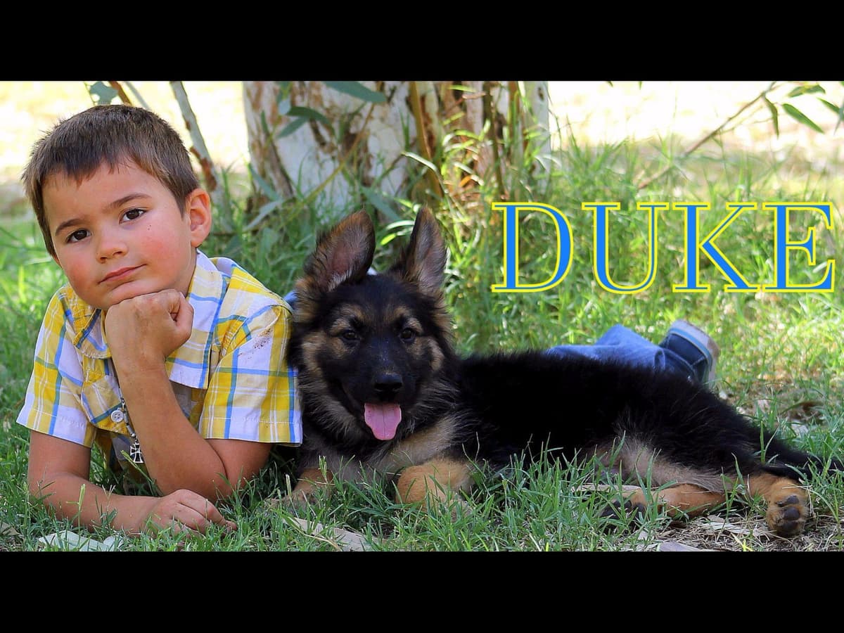 German Shepherd Puppies-unmatched quality, temperament, and purpose. breeder image 68