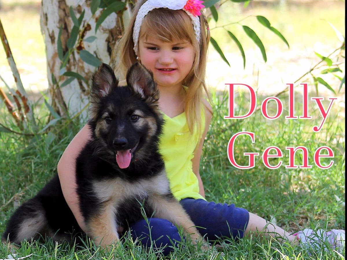 German Shepherd Puppies-unmatched quality, temperament, and purpose. breeder image 69