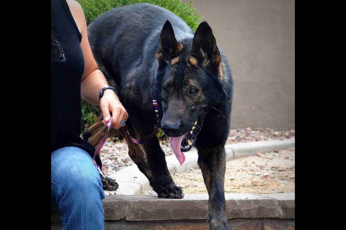 German Shepherd Puppies-unmatched quality, temperament, and purpose. breeder image 71