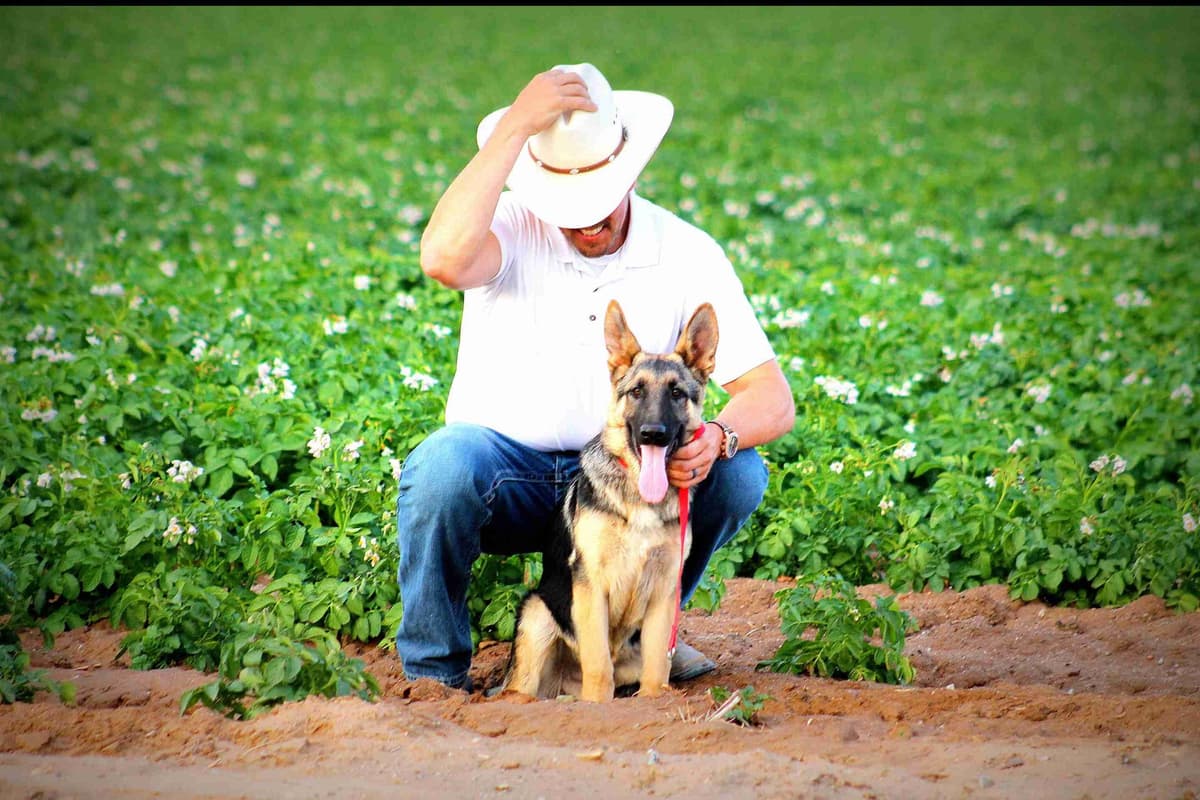 German Shepherd Puppies-unmatched quality, temperament, and purpose. breeder image 76