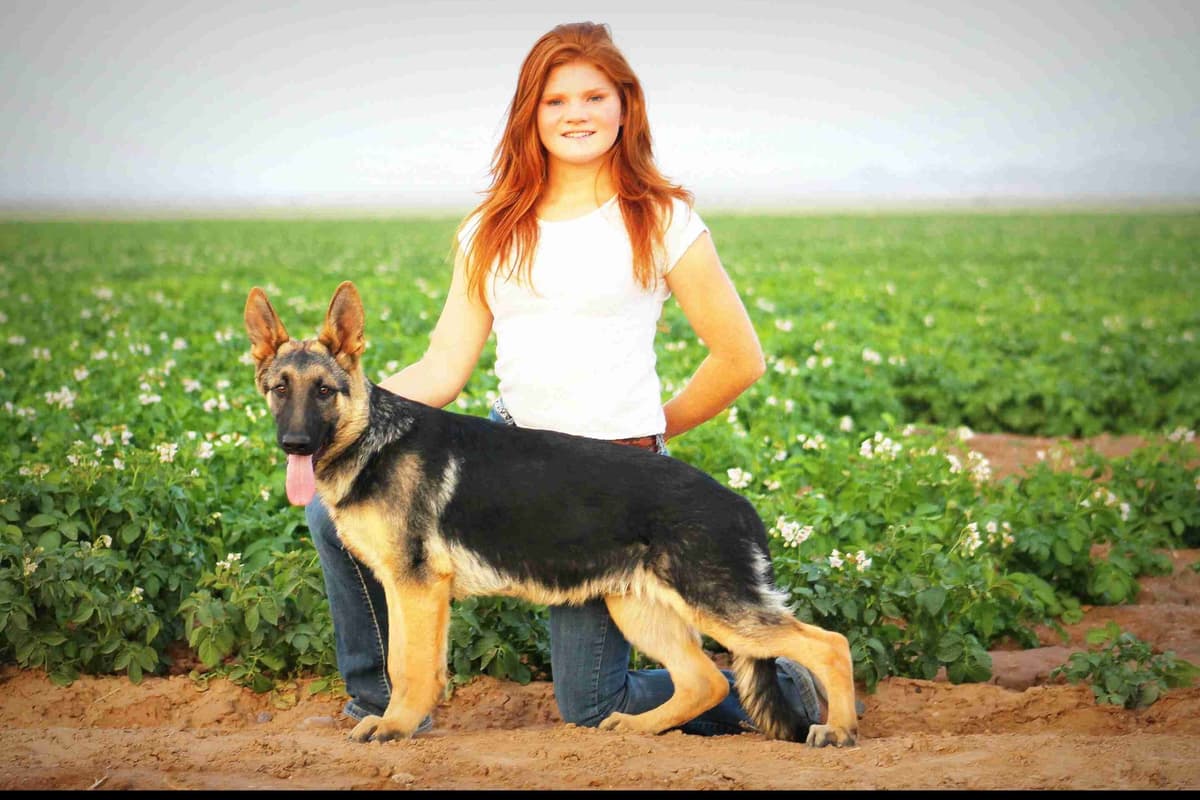 German Shepherd Puppies-unmatched quality, temperament, and purpose. breeder image 78