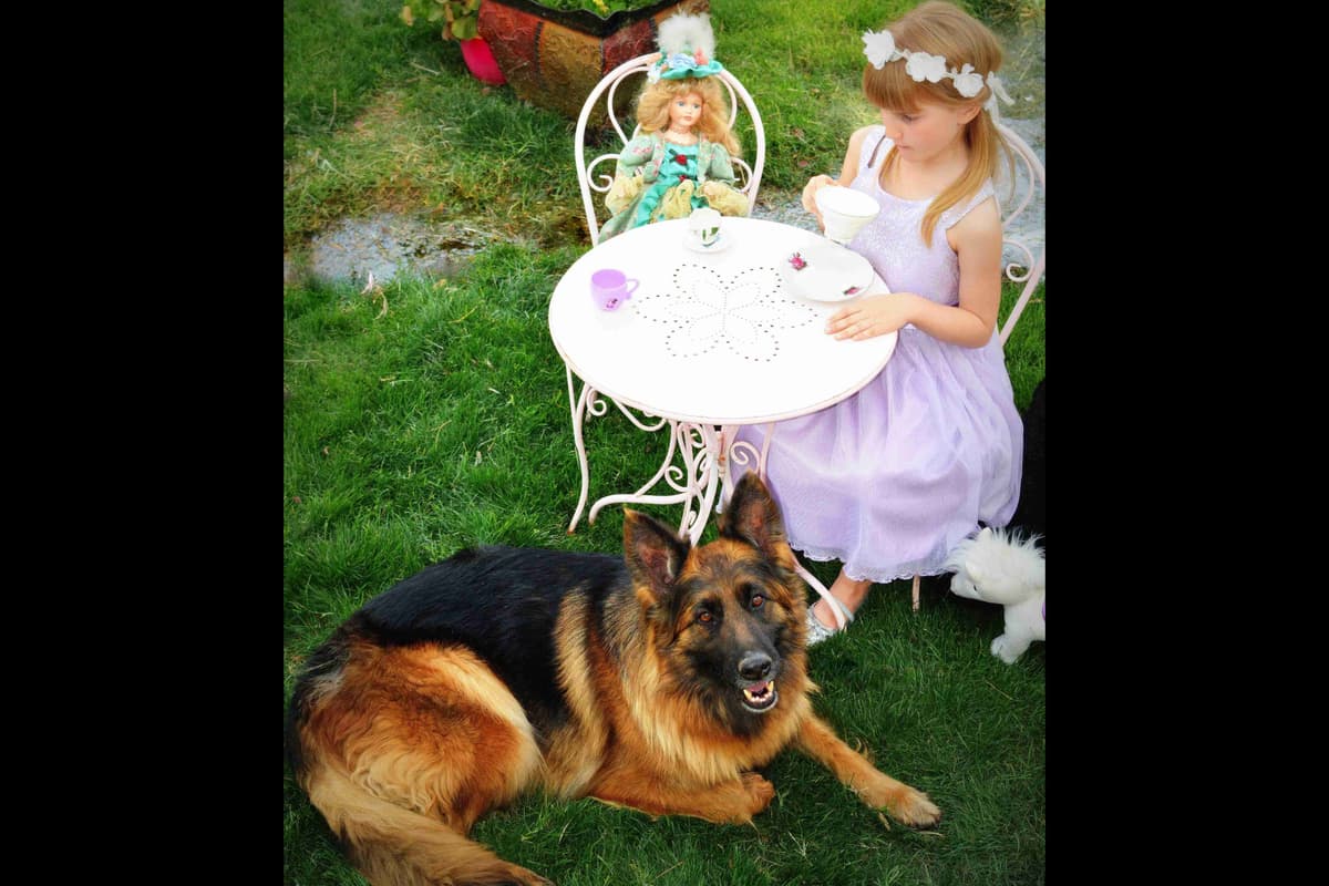 German Shepherd Puppies-unmatched quality, temperament, and purpose. breeder image 80