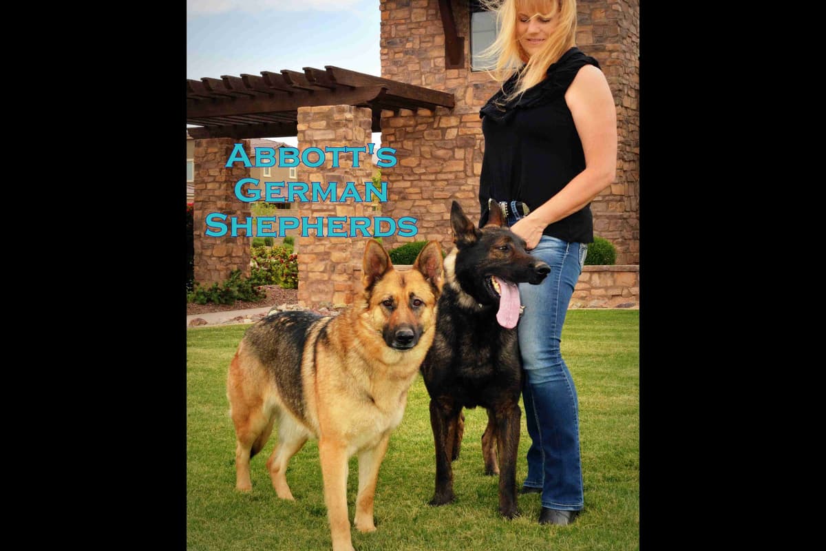 German Shepherd Puppies-unmatched quality, temperament, and purpose. breeder image 82