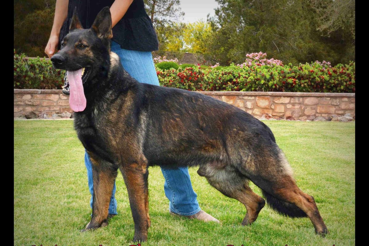 German Shepherd Puppies-unmatched quality, temperament, and purpose. breeder image 83
