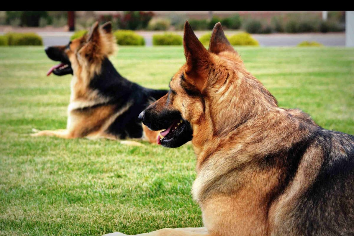 German Shepherd Puppies-unmatched quality, temperament, and purpose. breeder image 84