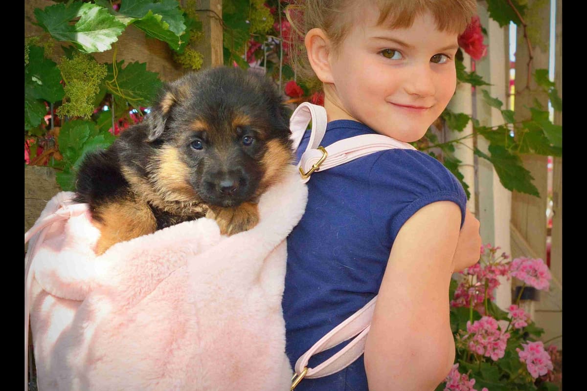 German Shepherd Puppies-unmatched quality, temperament, and purpose. breeder image 88