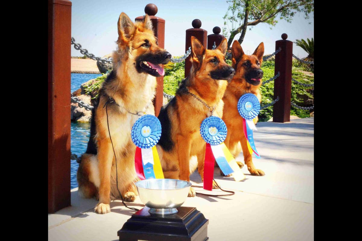 German Shepherd Puppies-unmatched quality, temperament, and purpose. breeder image 89