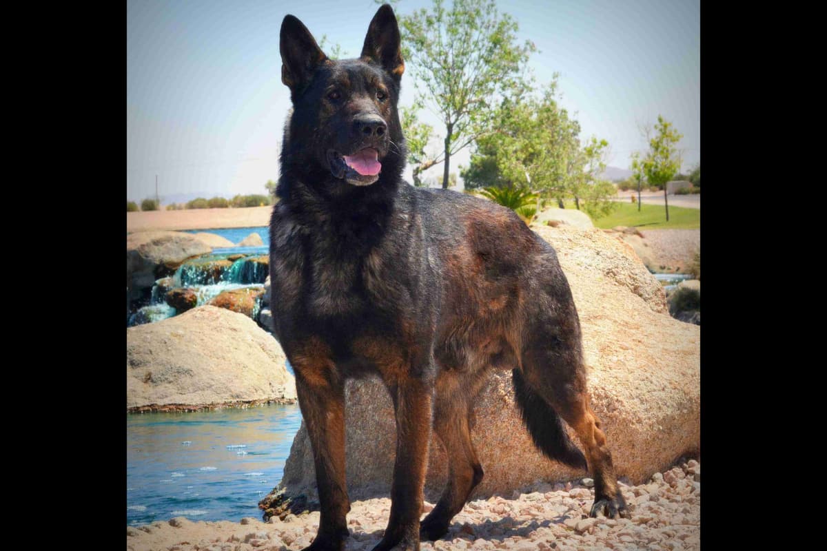 German Shepherd Puppies-unmatched quality, temperament, and purpose. breeder image 91