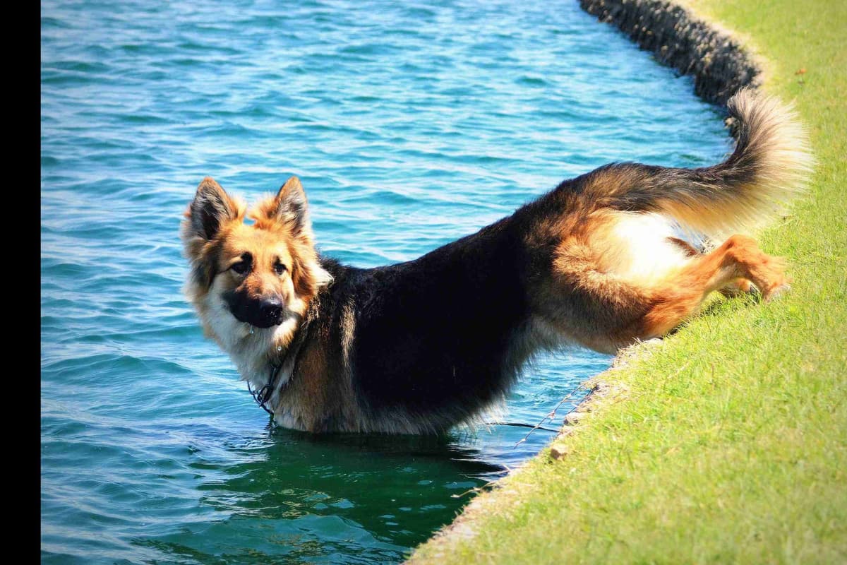 German Shepherd Puppies-unmatched quality, temperament, and purpose. breeder image 92