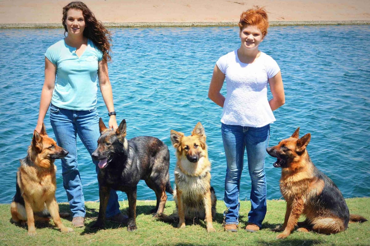 German Shepherd Puppies-unmatched quality, temperament, and purpose. breeder image 93
