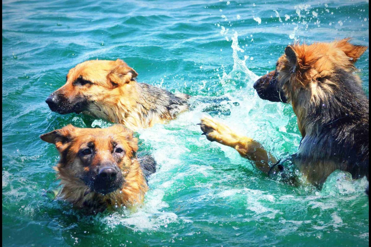 German Shepherd Puppies-unmatched quality, temperament, and purpose. breeder image 94