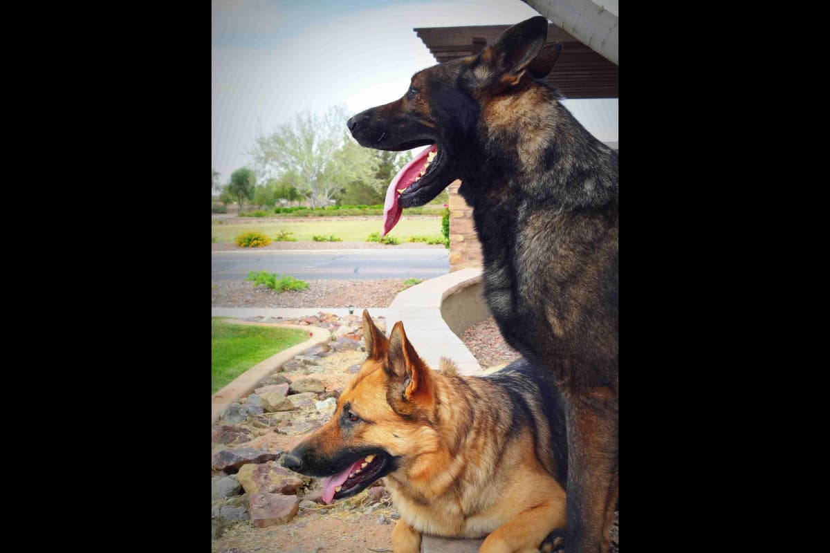 German Shepherd Puppies-unmatched quality, temperament, and purpose. breeder image 98