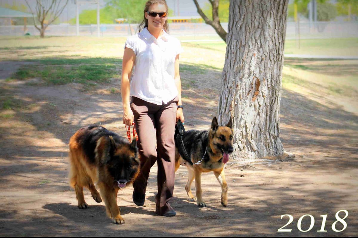 German Shepherd Puppies-unmatched quality, temperament, and purpose. breeder image 100
