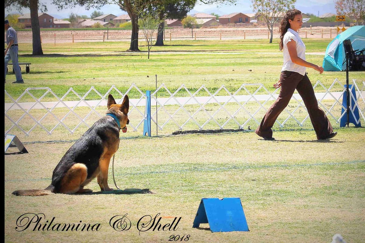 German Shepherd Puppies-unmatched quality, temperament, and purpose. breeder image 101