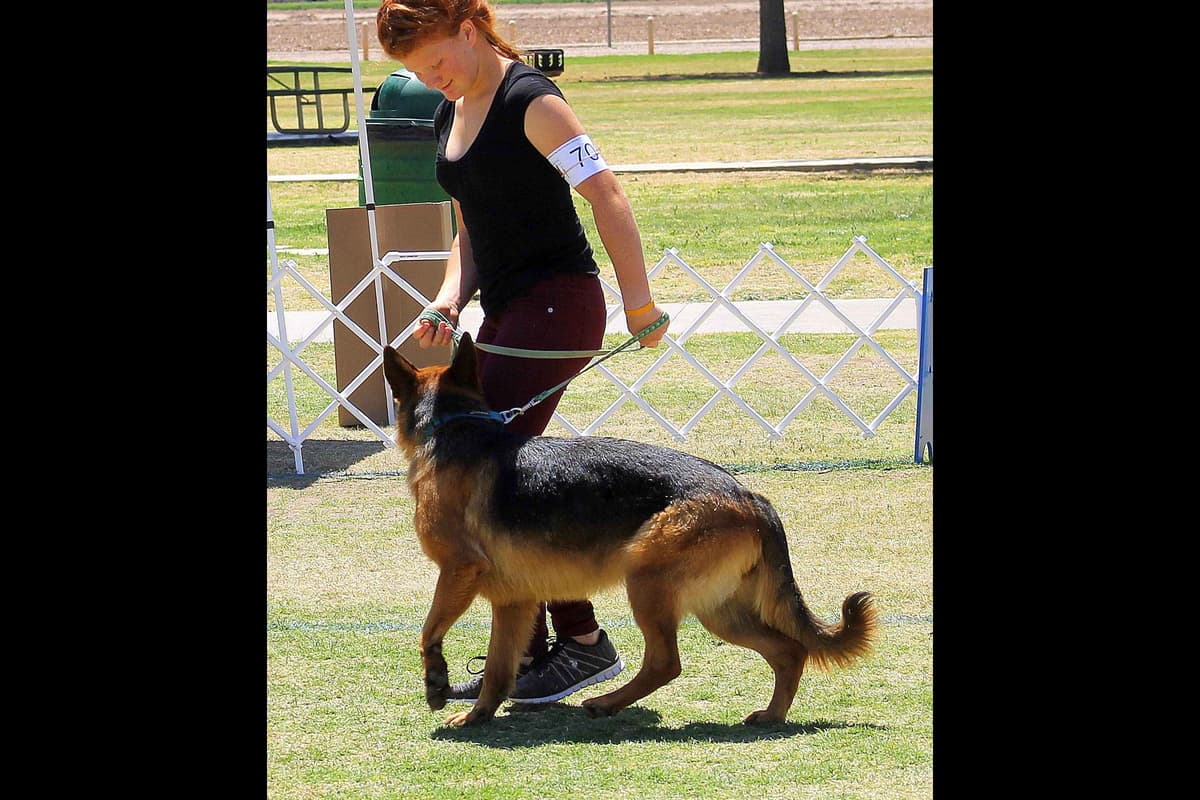 German Shepherd Puppies-unmatched quality, temperament, and purpose. breeder image 102