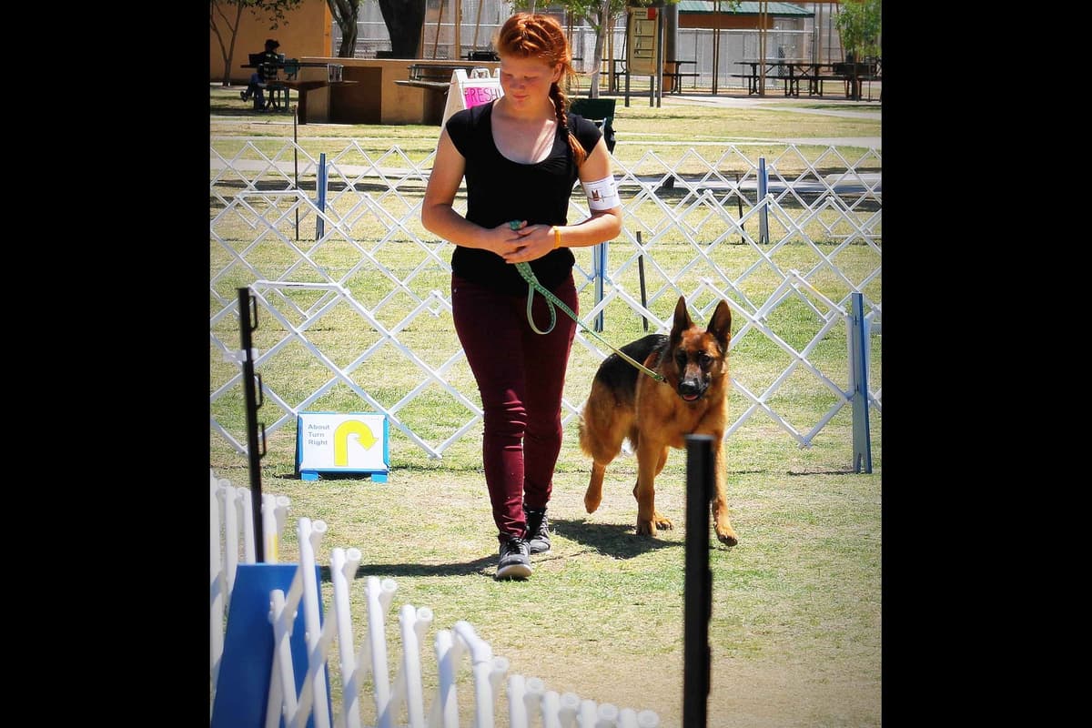 German Shepherd Puppies-unmatched quality, temperament, and purpose. breeder image 103
