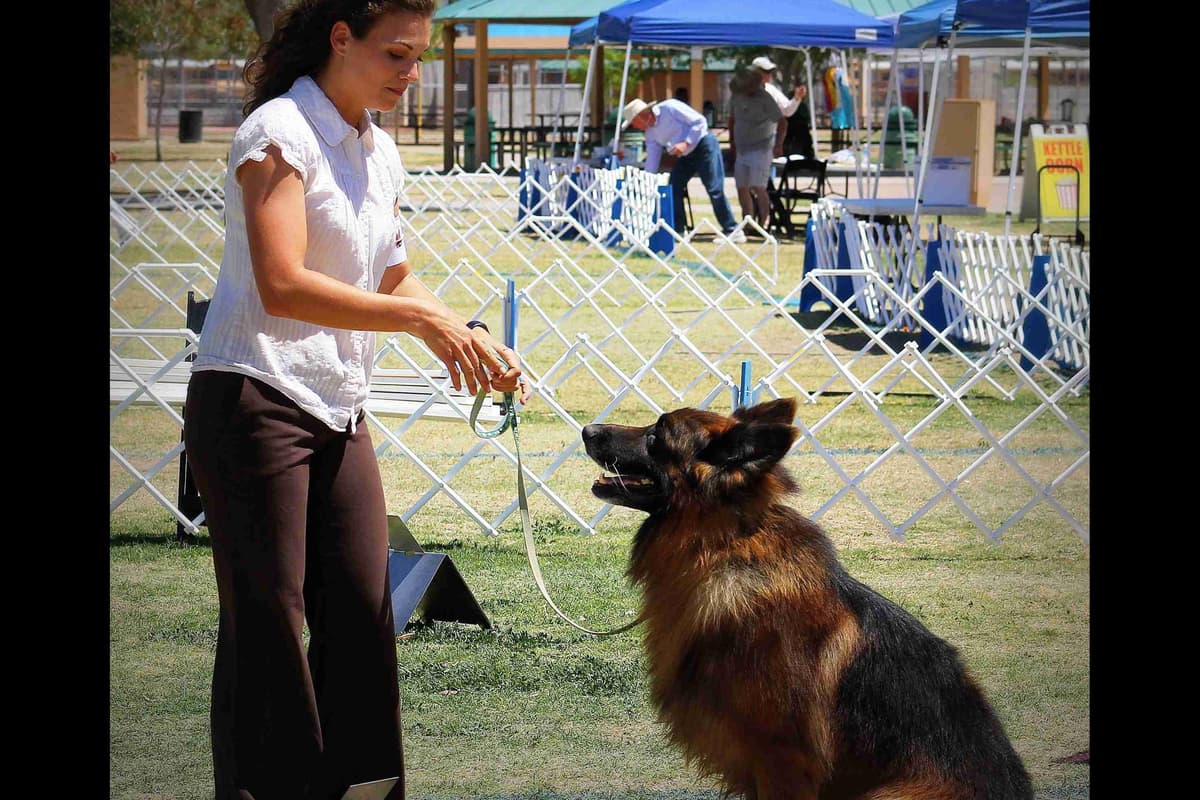 German Shepherd Puppies-unmatched quality, temperament, and purpose. breeder image 104