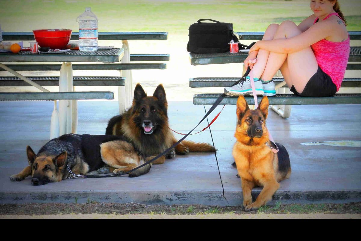 German Shepherd Puppies-unmatched quality, temperament, and purpose. breeder image 105