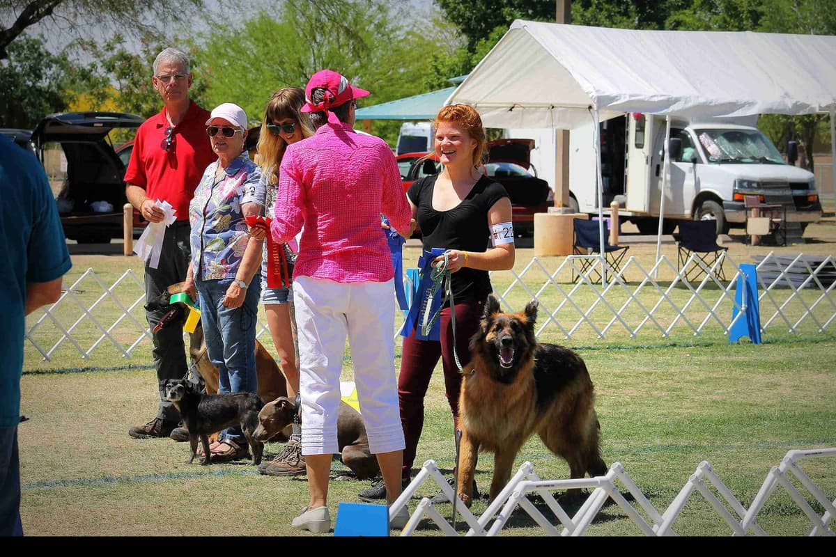 German Shepherd Puppies-unmatched quality, temperament, and purpose. breeder image 106