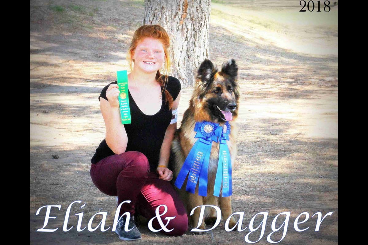 German Shepherd Puppies-unmatched quality, temperament, and purpose. breeder image 107
