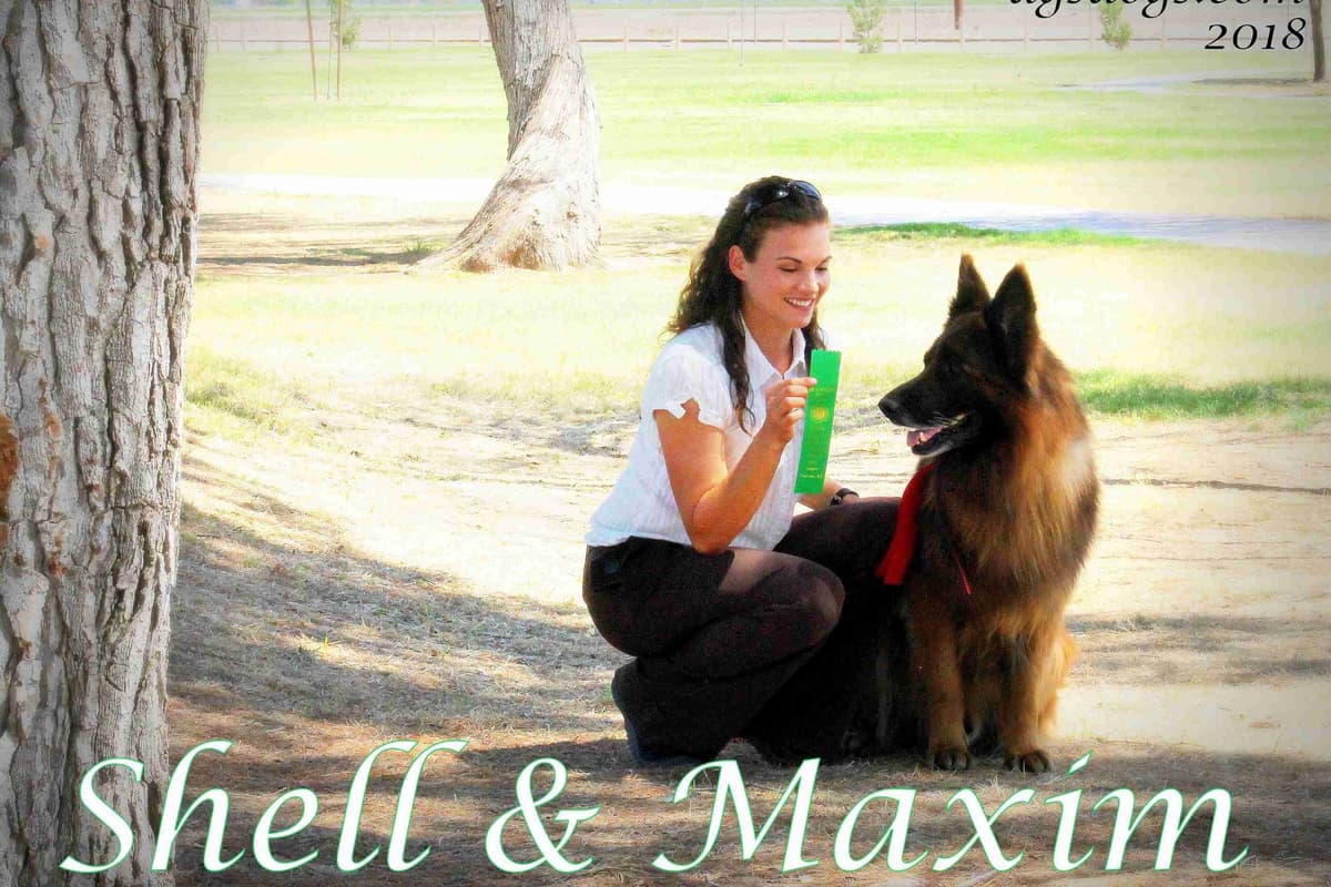 German Shepherd Puppies-unmatched quality, temperament, and purpose. breeder image 108