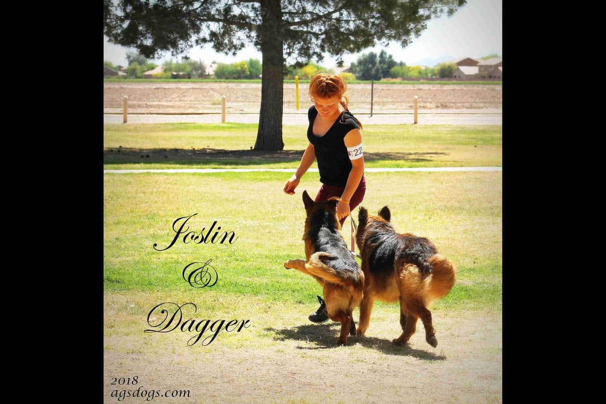 German Shepherd Puppies-unmatched quality, temperament, and purpose. breeder image 109