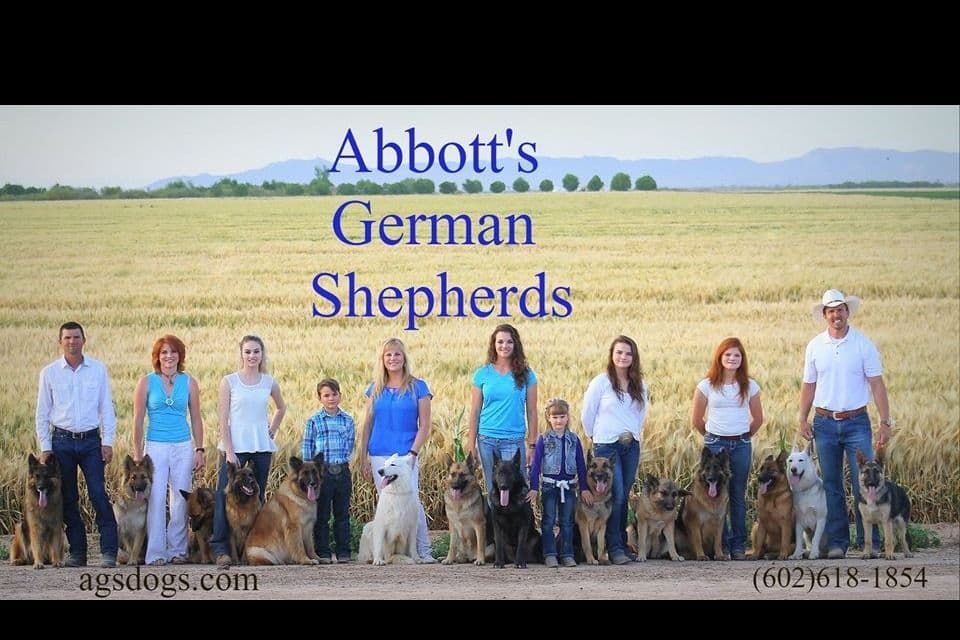 German Shepherd Puppies-unmatched quality, temperament, and purpose. breeder image 1