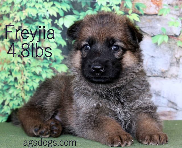German Shepherd Puppies media 3