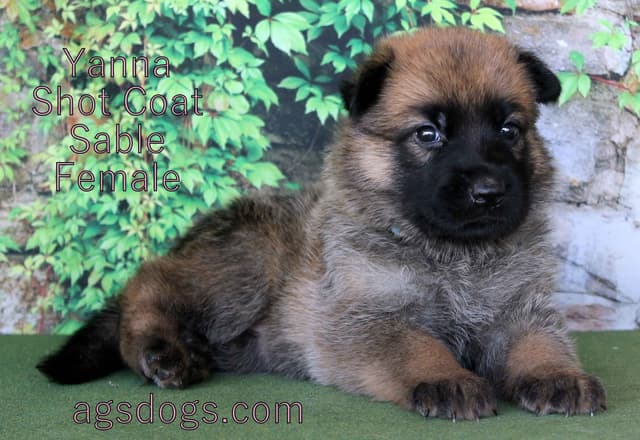 German Shepherd Puppies media 4