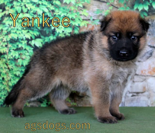 German Shepherd Puppies media 5