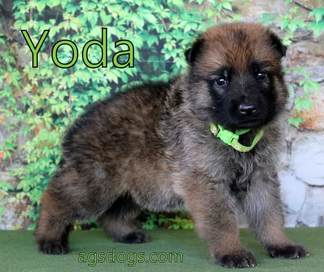 German Shepherd Puppies media 6