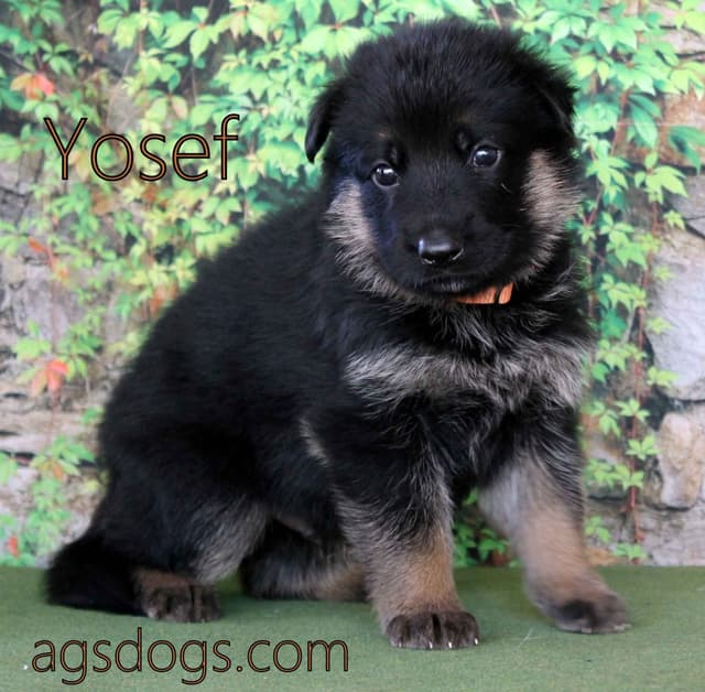 German Shepherd Puppies media 7