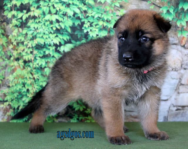 German Shepherd Puppies media 8