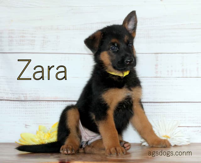 German Shepherd  Puppies-unmatched quality, temperament, and purpose. media 2