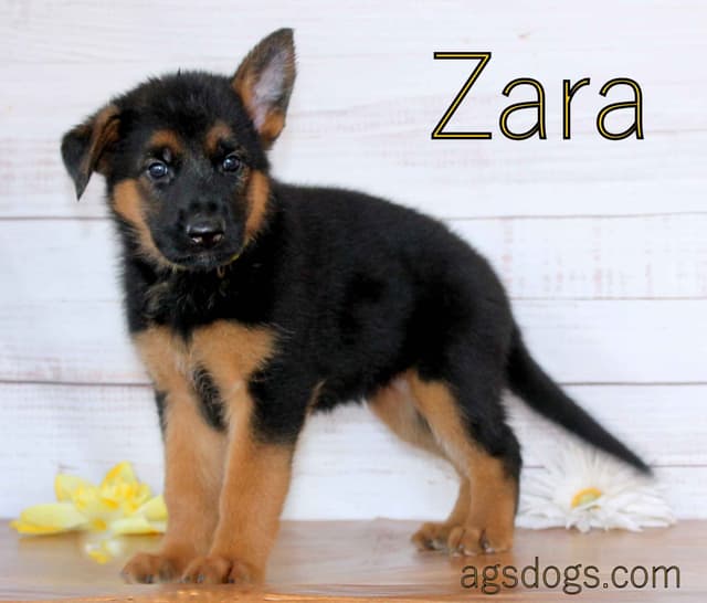 German Shepherd  Puppies-unmatched quality, temperament, and purpose. media 3