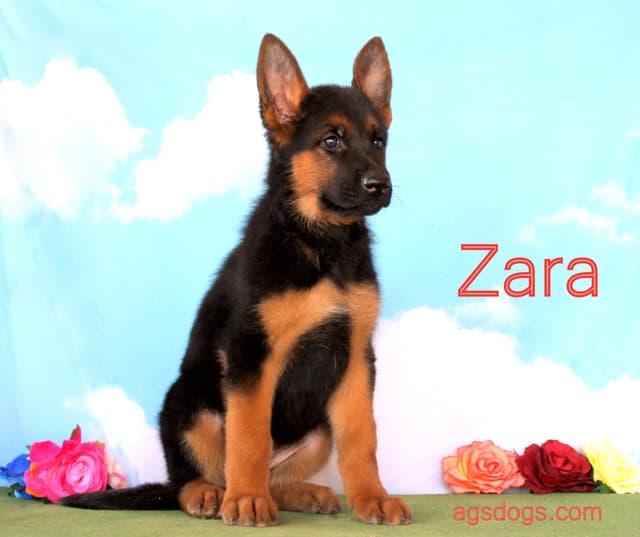German Shepherd  Puppies-unmatched quality, temperament, and purpose. media 5
