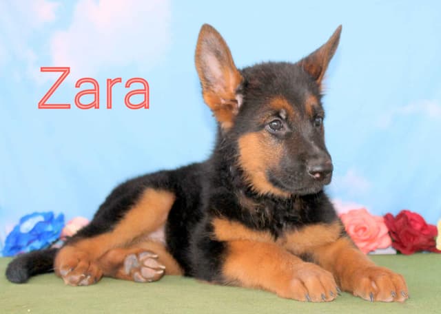 German Shepherd  Puppies-unmatched quality, temperament, and purpose. media 6
