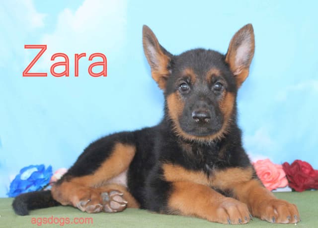 German Shepherd  Puppies-unmatched quality, temperament, and purpose. media 7