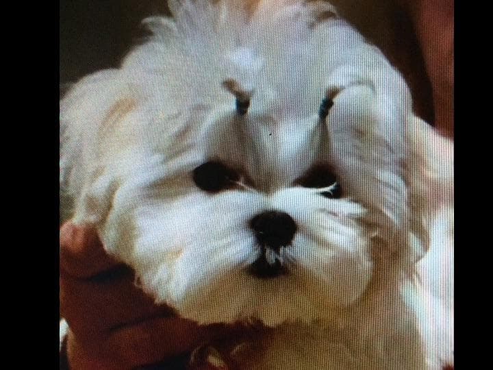 Maltese Puppies breeder image 1