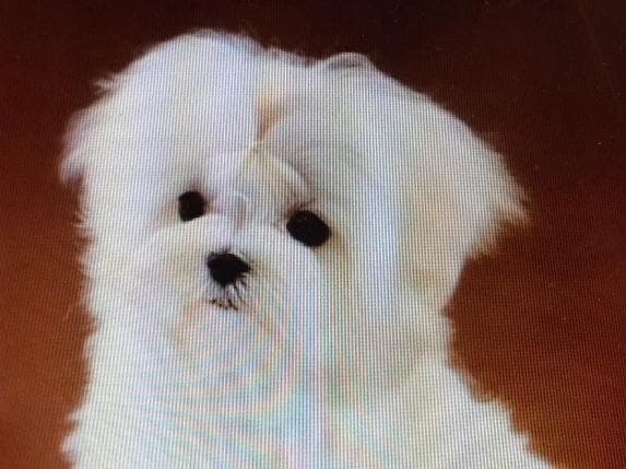 Maltese Puppies breeder image 2