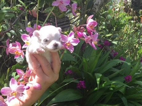 Maltese Puppies breeder image 3