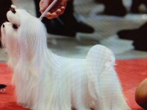 Maltese Puppies breeder image 4