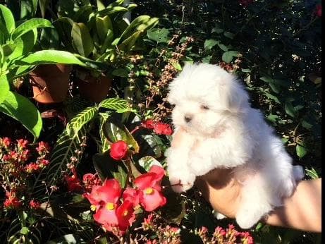 Maltese Puppies breeder image 5