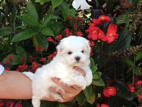 Maltese Puppies breeder image 6
