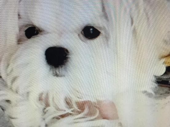 Maltese Puppies breeder image 7